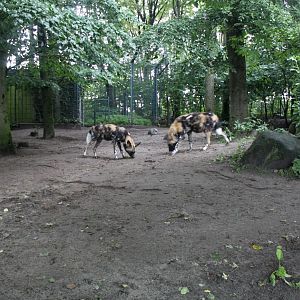 Aalborg Zoo - Wild dog exhibit