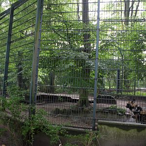 Aalborg Zoo - Wild dog exhibit
