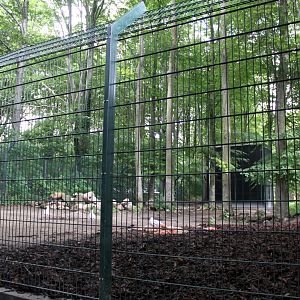 Aalborg Zoo - Wild dog exhibit