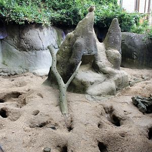 Aalborg Zoo - Meerkat exhibit