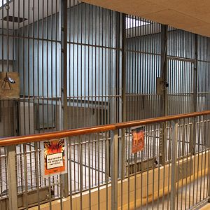 Aalborg Zoo - Carnivore House (Lion)