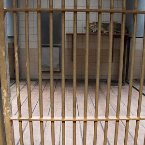 Aalborg Zoo - Carnivore House (Lion)