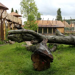 Aalborg Zoo - Lion exhibit