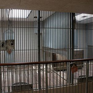 Aalborg Zoo - Carnivore House (Tiger)