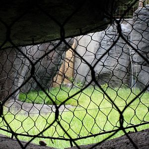 Aalborg Zoo - Tiger exhibit (2)