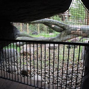 Aalborg Zoo - Tiger exhibit (1)