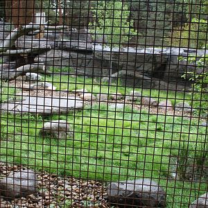 Aalborg Zoo - Tiger exhibit (1)