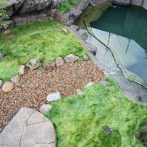 Aalborg Zoo - Tiger exhibit (1)
