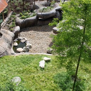 Aalborg Zoo - Lion exhibit