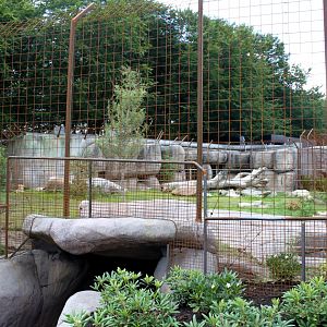 Aalborg Zoo - Lion exhibit