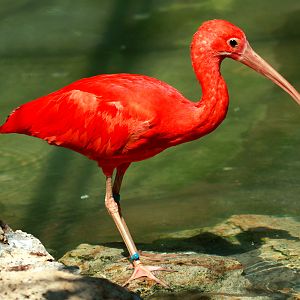 Scarlet Ibis (Eudocimus ruber)