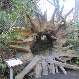 Great Northwest - Black Bear Ridge