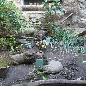 Great Northwest - Cascade Stream and Pond