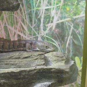 Great Northwest - Cascade Stream and Pond