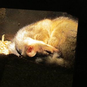 Great Northwest - Cascade Stream and Pond