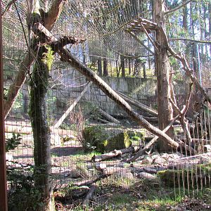 Great Northwest - Cougar Crossing