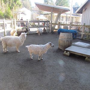 Great Northwest - Trillium Creek Family Farm
