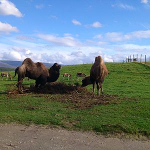 Bactrian Camel and Kiang
