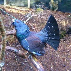 Capercaillie