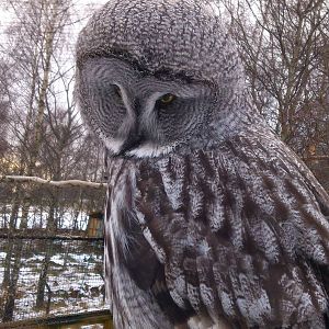 Female Great Grey Owl, Skye
