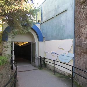 Pacific Shores - Polar Bears