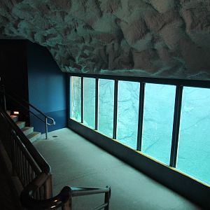 Pacific Shores - Polar Bears