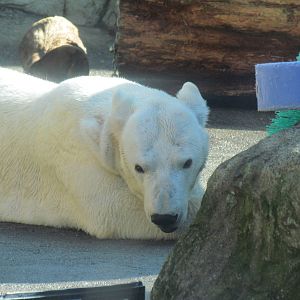 Pacific Shores - Polar Bears