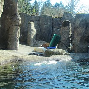 Pacific Shores - Polar Bears