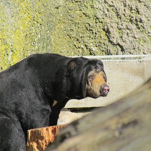 Asia - Sun Bears