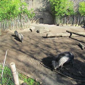 Asia - Island Pigs of Asia