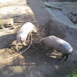 Asia - Island Pigs of Asia