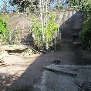 Asia - Island Pigs of Asia