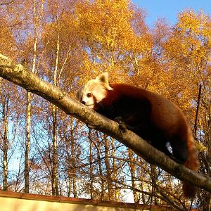 Red Panda