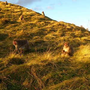 Japanese Macaques
