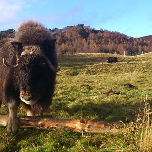 Musk Ox