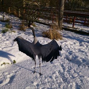European Crane