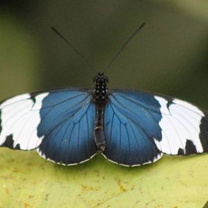 butterfly species