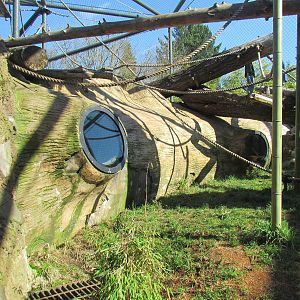 Fragile Forests - Red Ape Reserve