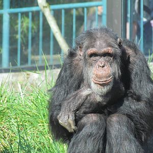 Fragile Forests - Chimpanzees