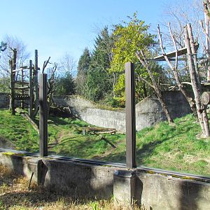 Fragile Forests - Chimpanzees