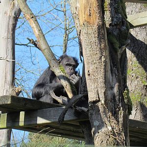 Fragile Forests - Chimpanzees