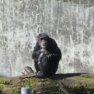 Fragile Forests - Chimpanzees