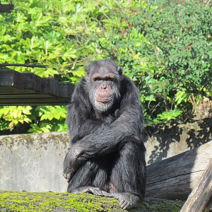 Fragile Forests - Chimpanzees