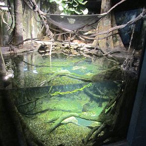 Fragile Forests - Amazon Flooded Forest
