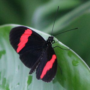 butterfly species