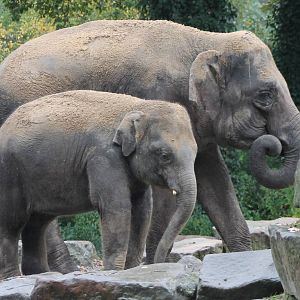 asiatic elephants