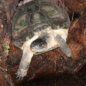 african turtle-species ID ?