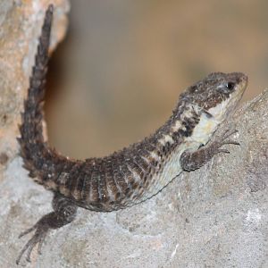 cordylus tropidosternum