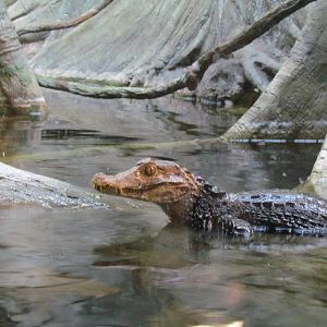Fragile Forests - Amazon Flooded Forest