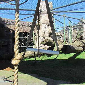 Fragile Forests - Red Ape Reserve